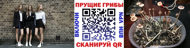где продают наркотики  блэк спрут зеркало  Псилоцибиновые грибы мухоморы  Корсаков 